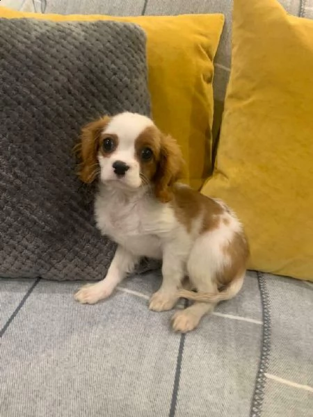 cavalier king charles maschio e femmina