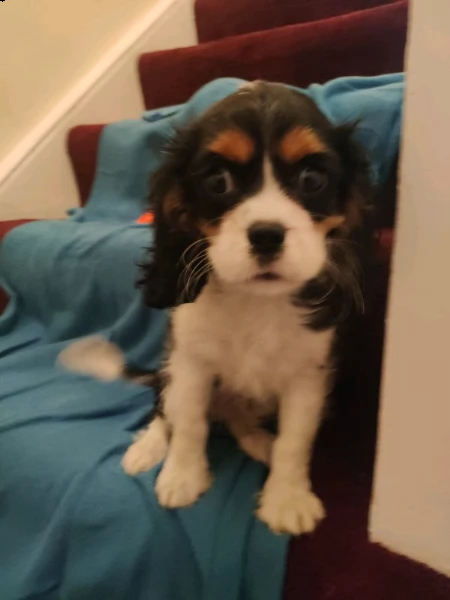 cavalier king charles maschio e femmina | Foto 0