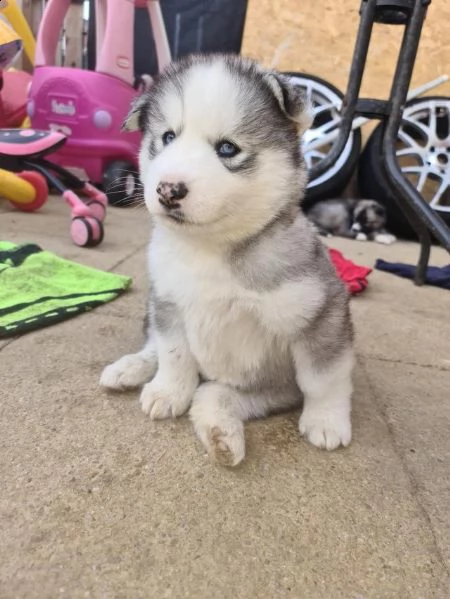 cuccioli di husky siberiano di razza pura