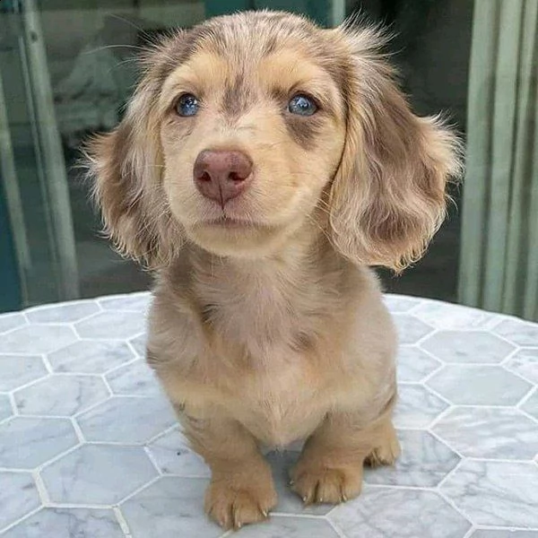 bellissimi cuccioli di bassotto in adozione | Foto 0