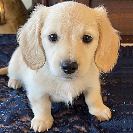 bellissimi cuccioli di bassotto in adozione