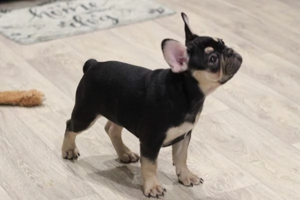 cuccioli di bulldog francese addestrati | Foto 0