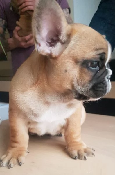 cuccioli di bulldog francese addestrati