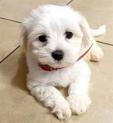 cucciolo maschio di maltese età due mesi 