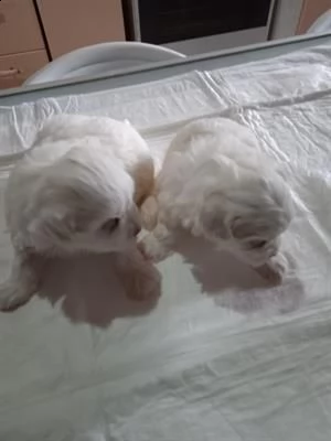 cuccioli di maltipoo