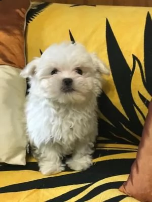 cucciolo di maltese maschio