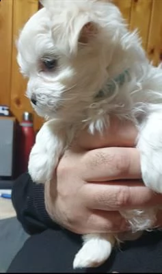 cucciolo maschio maltese
