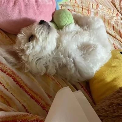 maltese maschio di due mesi.