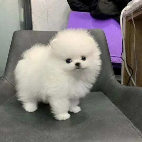 cuccioli volpino pomerania maschio e femmina pronti e in cerca di una nuova casa.