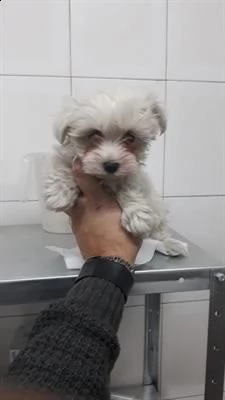 cuccioli di maltese toy maschio di giorni 70 