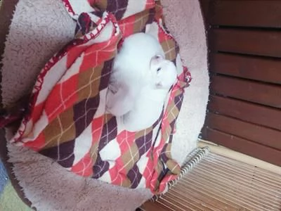 cucciolo maschio maltese toy la madre pesa 1.800 kg
