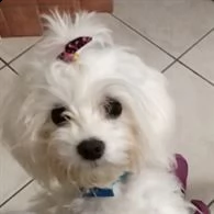 maltese taglia piccola