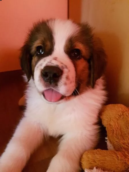 adorabili cuccioli san bernardo femminucce e maschietti disponibili i cuccioli sono vaccinati svermi