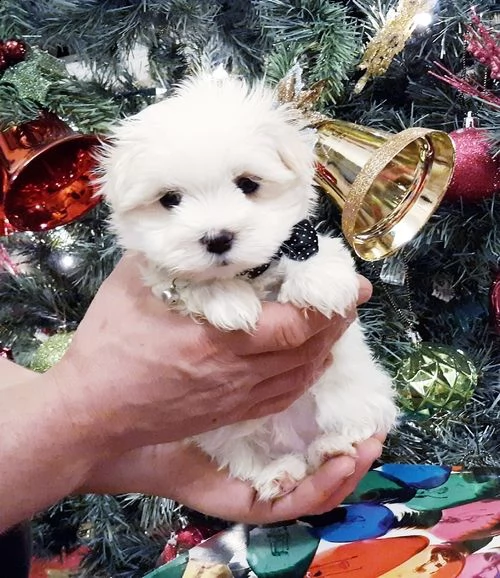 regalo adorabili cuccioli  maltese 