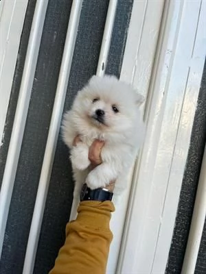 splendida femmina di spitz nano pomerania di piccola taglia 