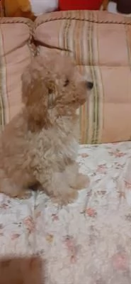 meravigliosi cuccioli barboncino toy italiani e un mini toy