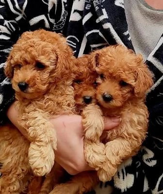 bellissimi cuccioli di barboncino mini toy