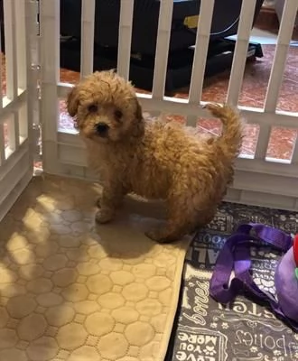 disponibili cuccioli di cane razza maltipoo toy,