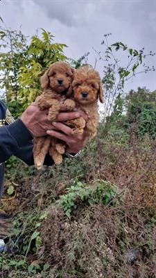 disponibili due cuccioli maschi di barboncino toy,