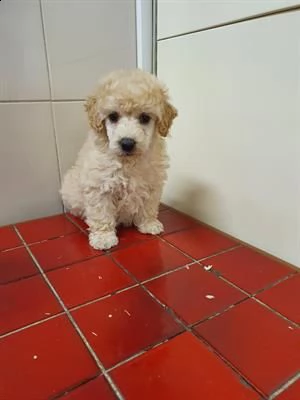 cuccioli di barboncino toy