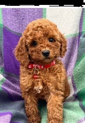 barboncino toy rosso maschi e femmine 