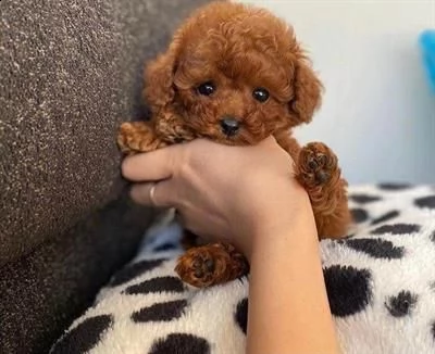 cuccioli di barboncino toy di 90 giorni di vita