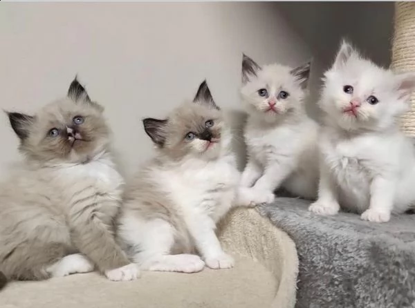 dolcissimo cucciolo ragdoll con pedigree | Foto 0