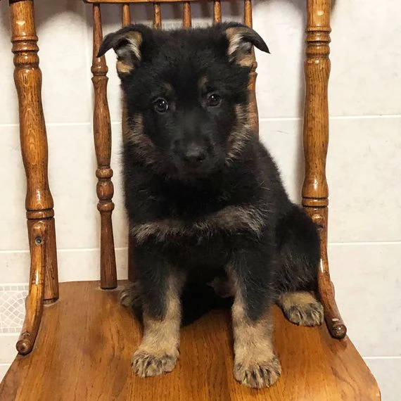 pastore tedesco cuccioli per l'adozione bellissima cucciolata cerca nuova famiglia, 4 maschi e 3 fem