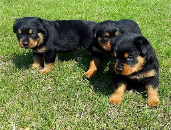 regalo cuccioli di rottweiler 1 femmine e un maschietto.,,,....