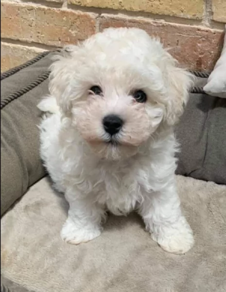 ////////regalo maltese toy disponibile,,,,, 