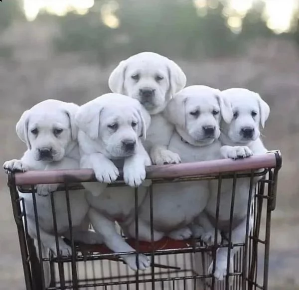 cuccioli di labrador retriever con pedigree