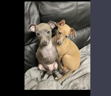 levriero italiano cuccioli