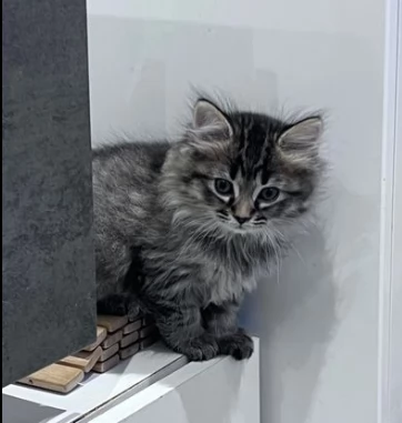 cuccioli di gatto siberiano
