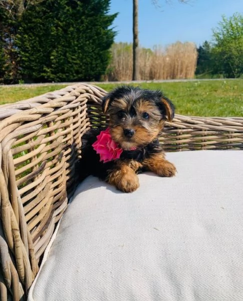 molto piccoli cuccioli di yorkie da tè ora disponibili | Foto 0