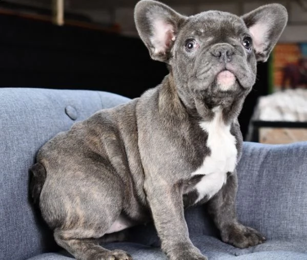 cuccioli di bulldog francese addestrati