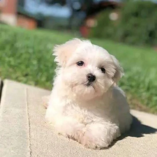 cuccioli di maltese puro maschietto/femminuccia!! | Foto 0