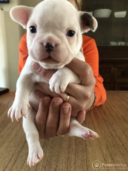 cuccioli di bulldog francese addestrati | Foto 0