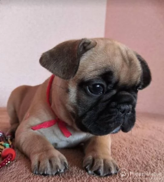 cuccioli di bulldog francese addestrati