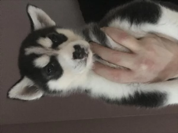 cuccioli di husky siberiano di razza pura | Foto 0