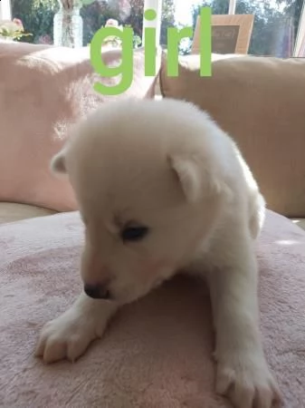 cuccioli di husky siberiano di razza pura