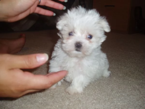 cuccioli disponibili  maltese mini toy 