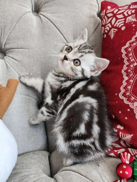 gattini british shorthair pronti ora