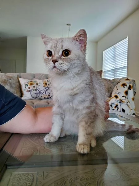 assolutamente stupendi gattini scottish fold