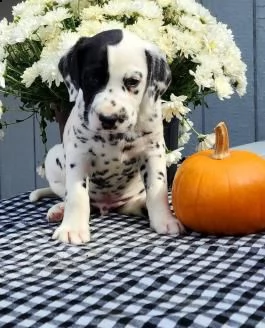 damalta cuccioli per reinserimento