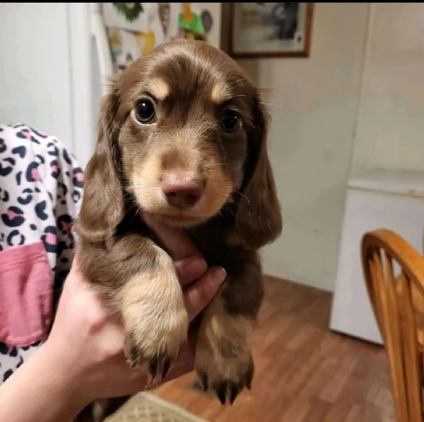bellissimi cuccioli di bassotto in adozione