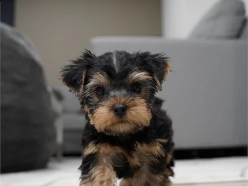 molto piccoli cuccioli di yorkie da tè ora disponibili