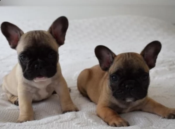 cuccioli di bulldog francese addestrati