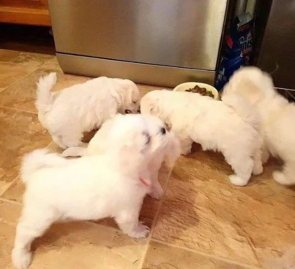 cucciolo maltese regalo da un privato a qualsiasi buona casa interessata