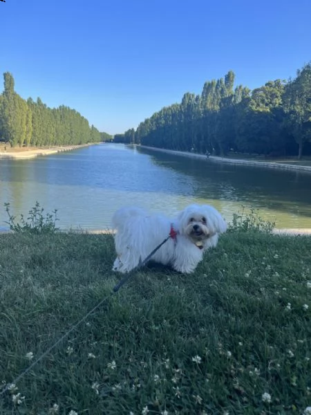  regalo di cuccioli maltesi maschi e femmine