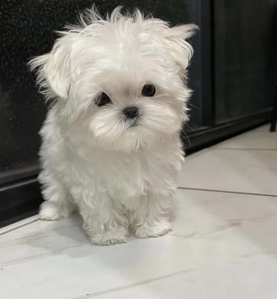 regalo  maltese mini toy | Foto 0